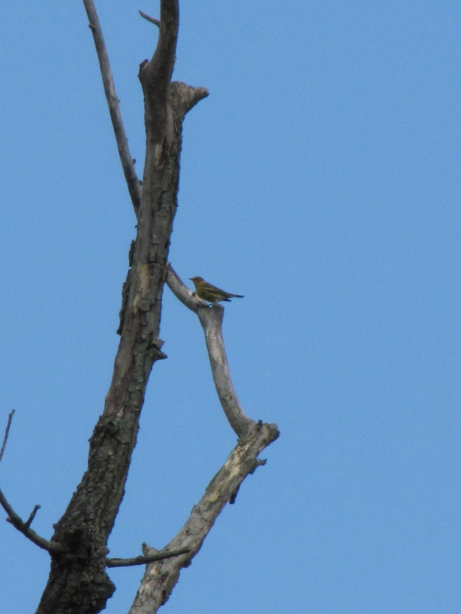 Cape May Warbler - ML642826680