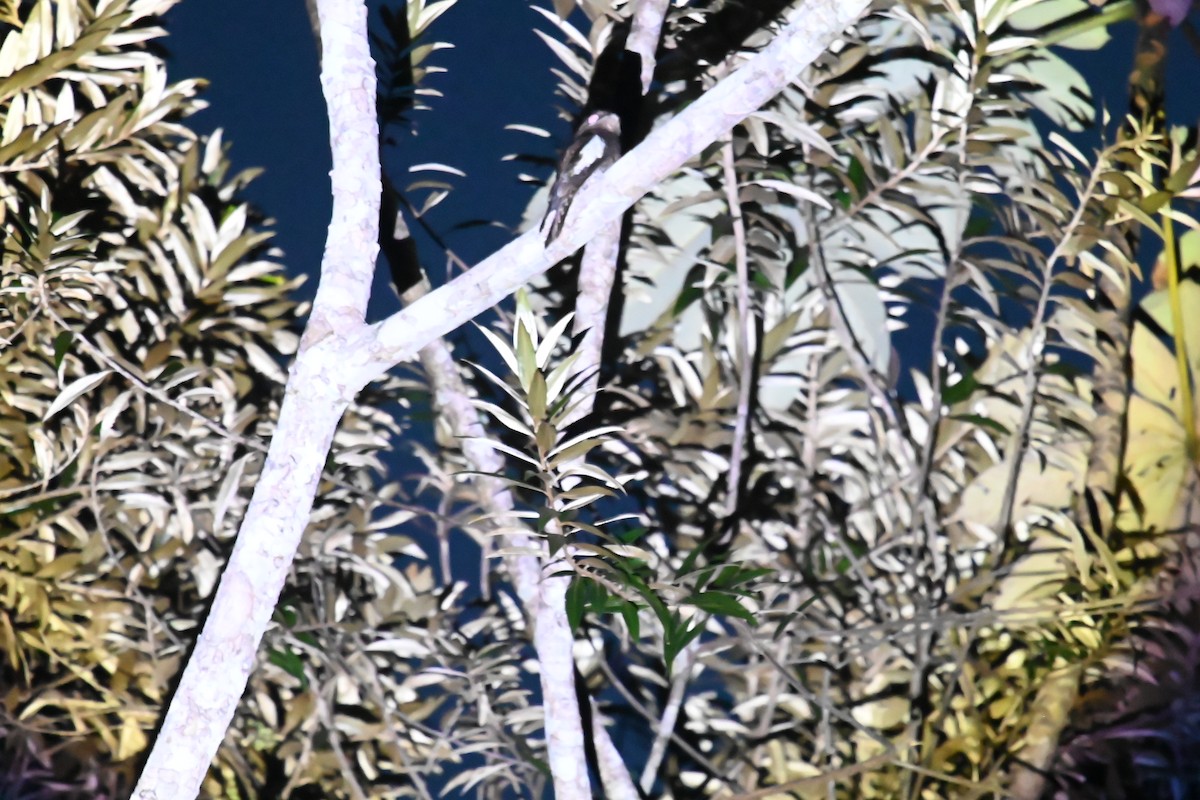 White-winged Potoo - ML642826687