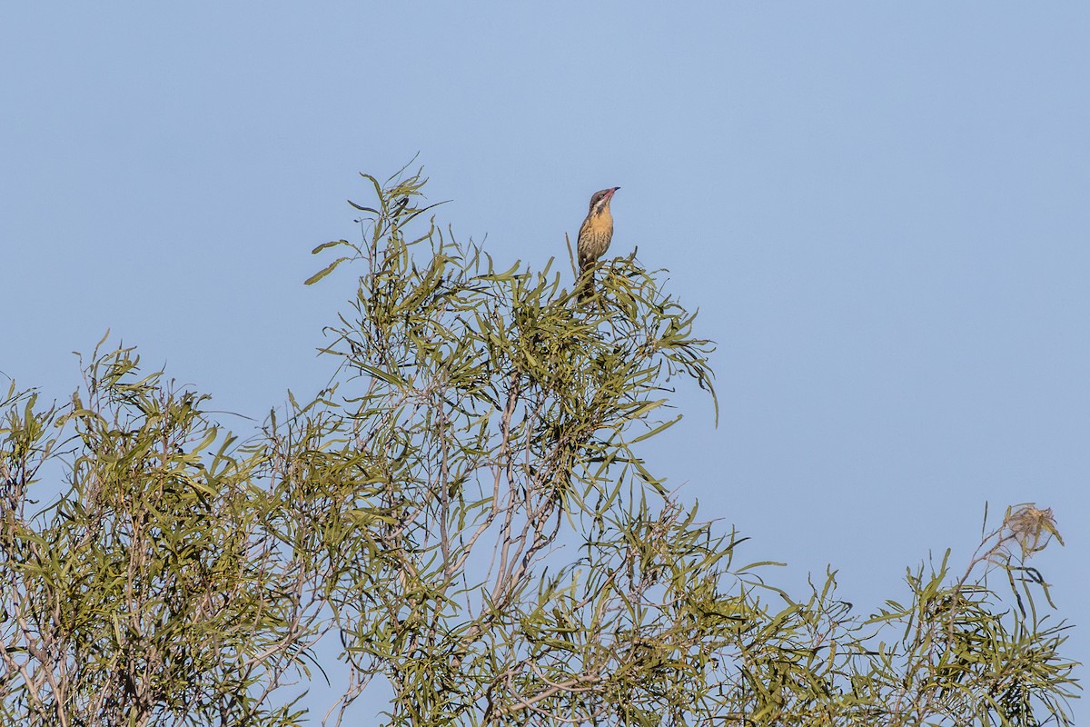 Spiny-cheeked Honeyeater - ML642826695