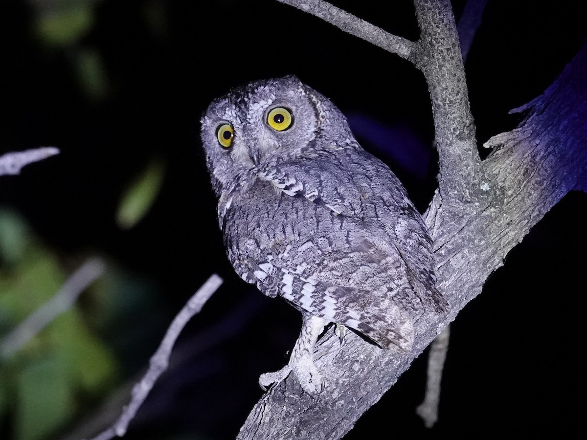 African Scops-Owl (African) - ML642826703