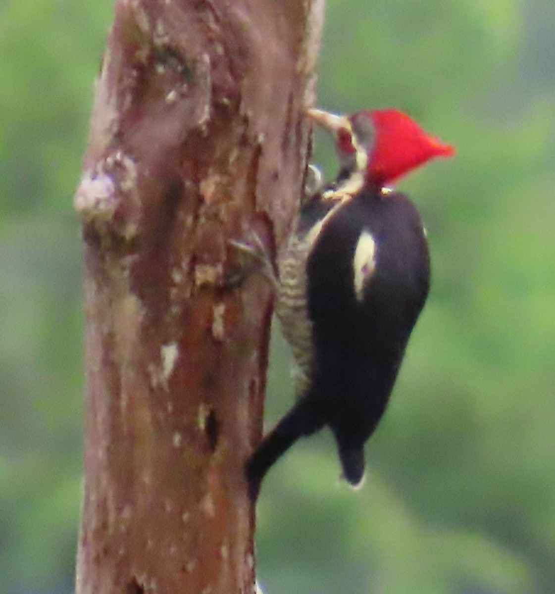 Lineated Woodpecker - ML642826711