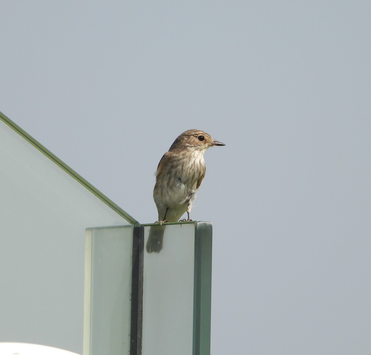 Spotted Flycatcher - ML642826718