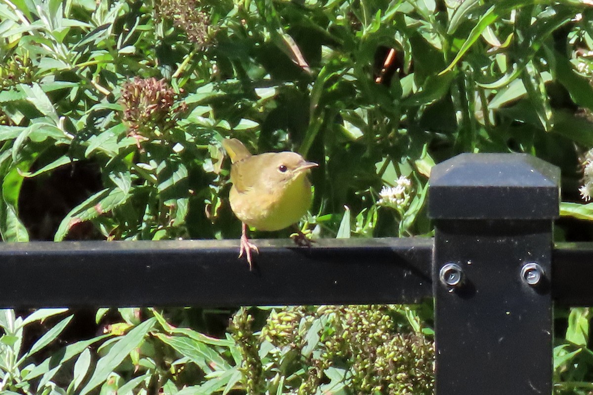 Common Yellowthroat - ML642826721