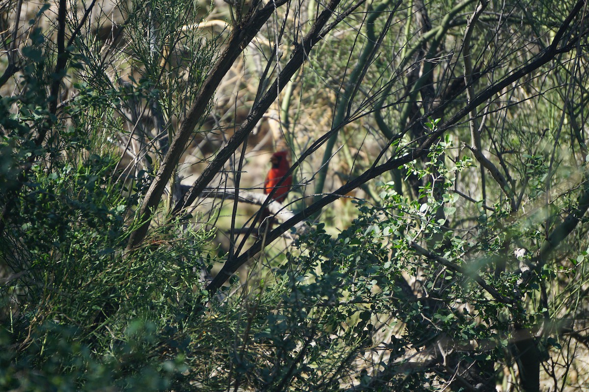 Cardinal rouge - ML642826722