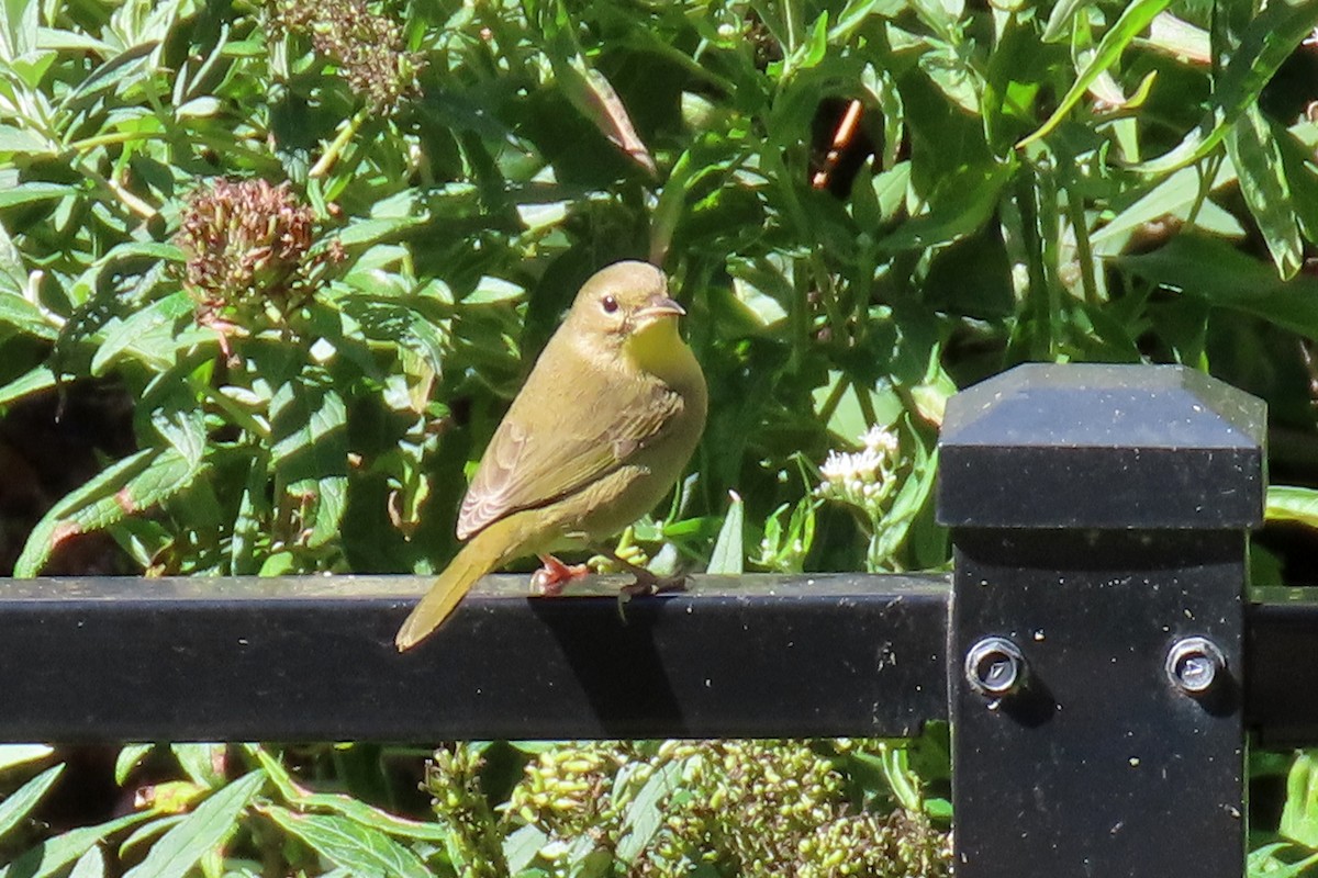 Common Yellowthroat - ML642826727