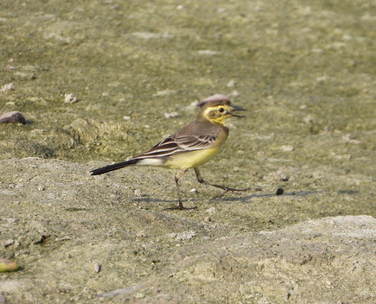 Citrine Wagtail (Gray-backed) - ML642826735