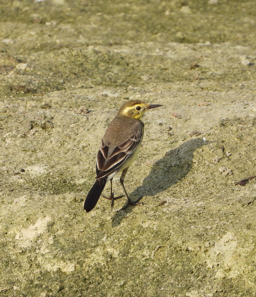 Citrine Wagtail (Gray-backed) - ML642826736