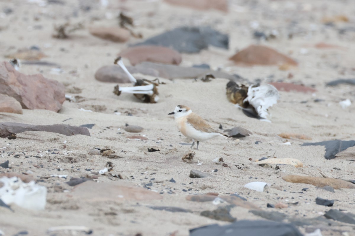 White-fronted Plover - ML642826742