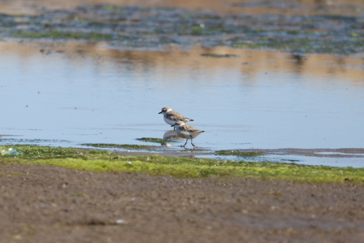 White-fronted Plover - ML642826743