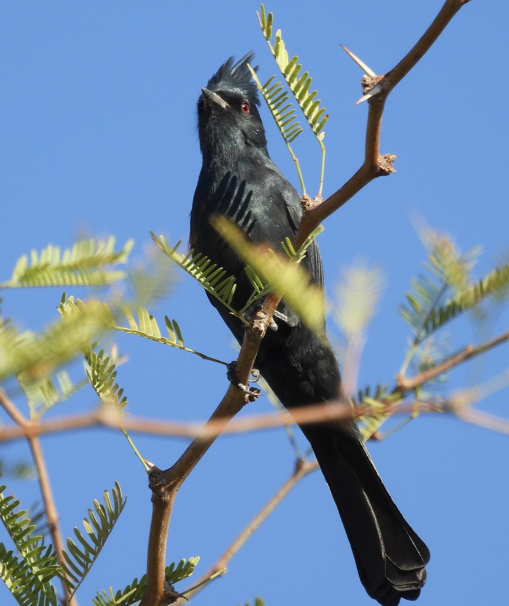 Phainopepla - ML642826745