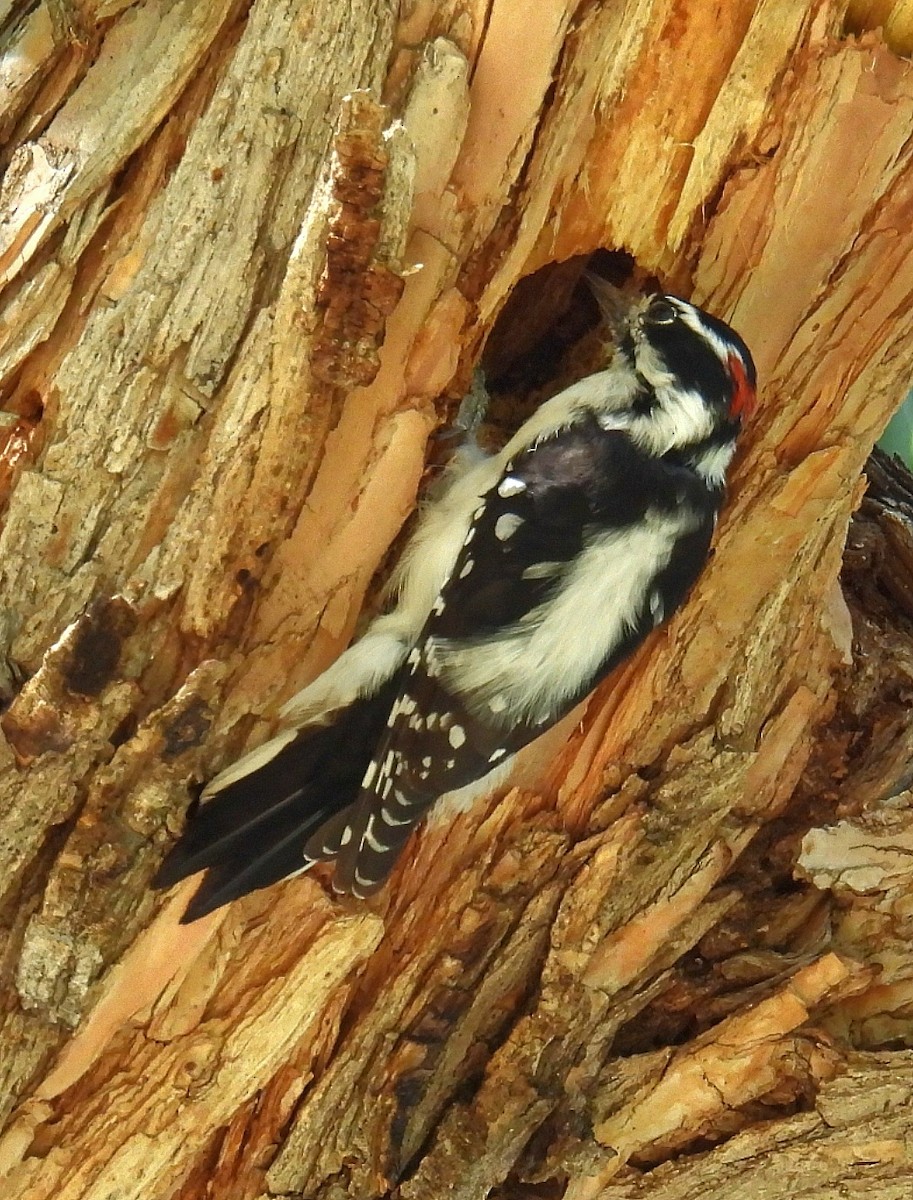 Dunenspecht (leucurus/glacialis) - ML642826748
