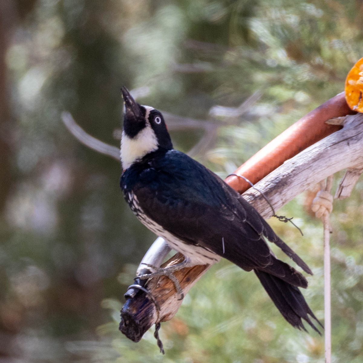 Acorn Woodpecker - ML642826772