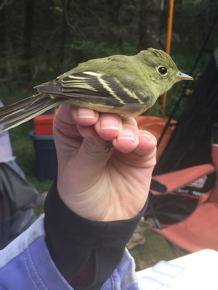 Yellow-bellied Flycatcher - ML642826779