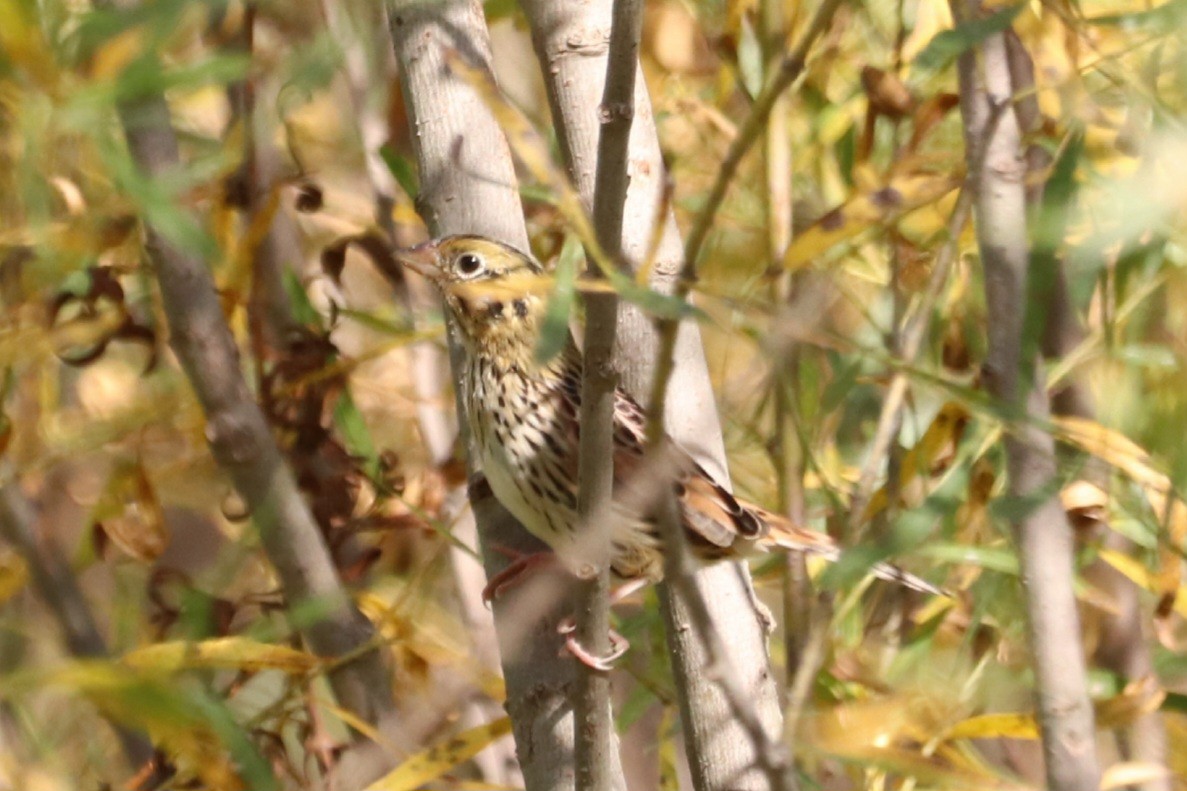 Henslow's Sparrow - ML642826785
