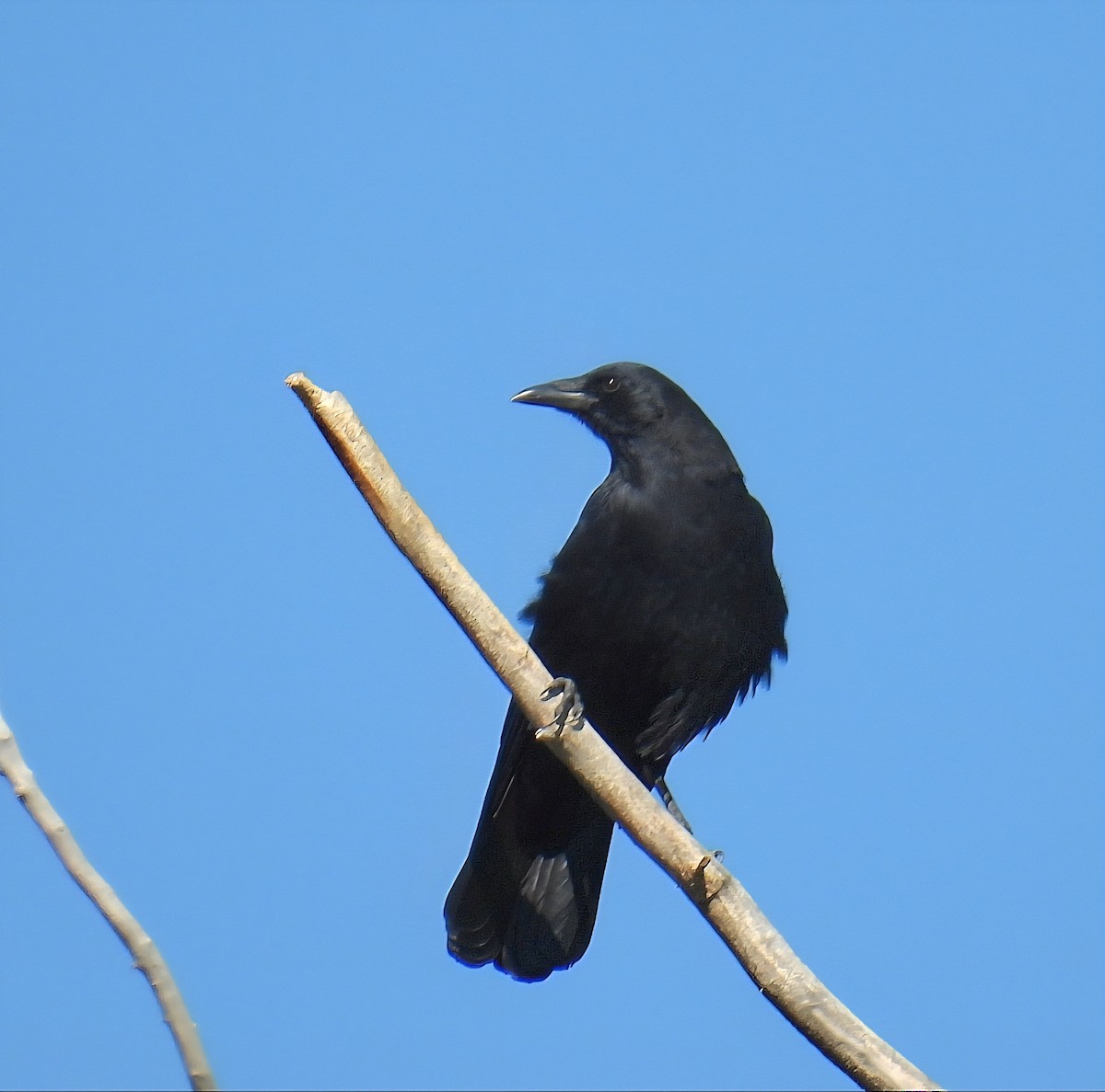 American Crow - ML642826786