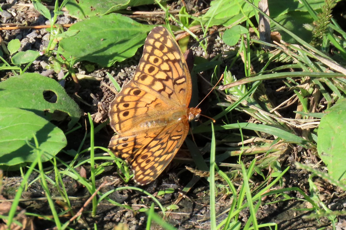 Variegated Fritillary - ML642826788