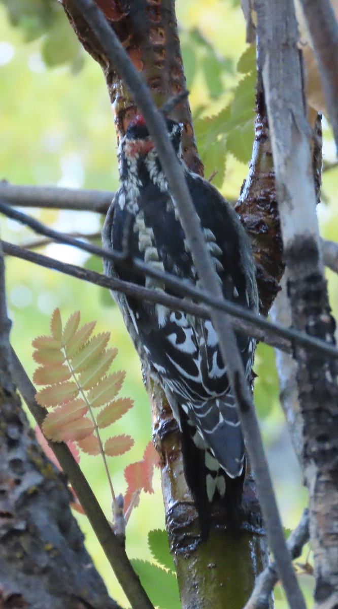 Red-naped Sapsucker - ML642826792