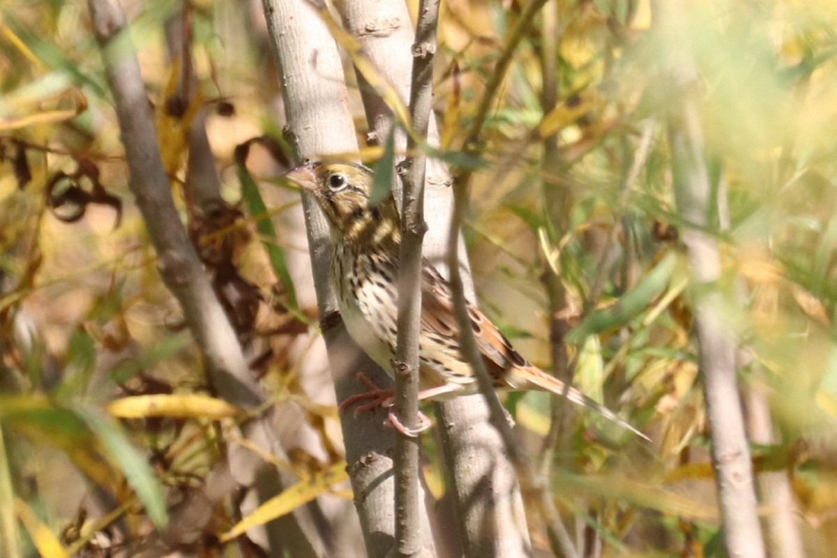 Henslow's Sparrow - ML642826795