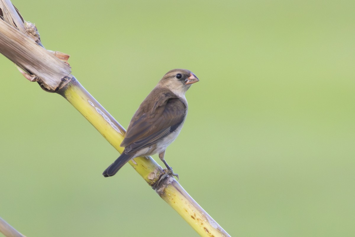 Pin-tailed Whydah - ML642826796