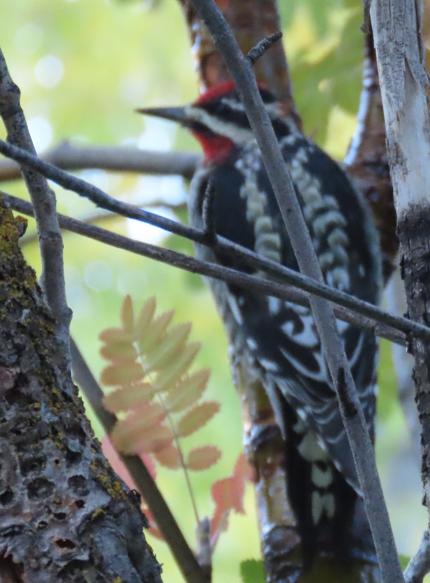 Red-naped Sapsucker - ML642826799