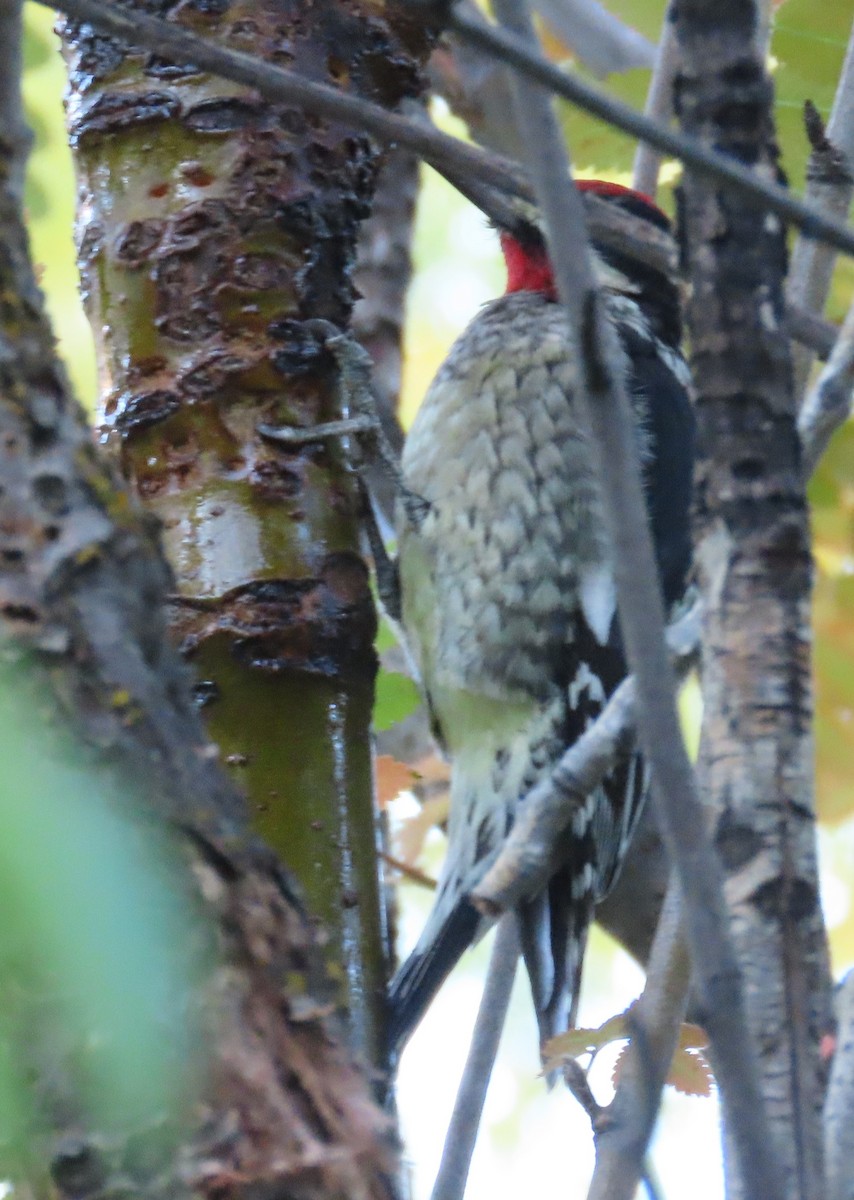 Red-naped Sapsucker - ML642826804