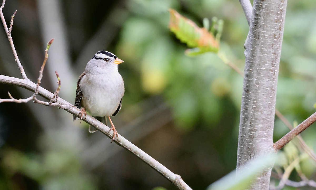 White-crowned Sparrow - ML642826806