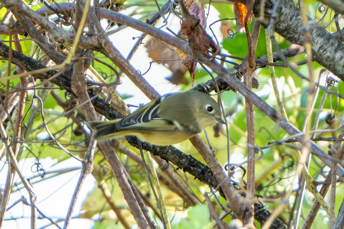 Ruby-crowned Kinglet - ML642826811
