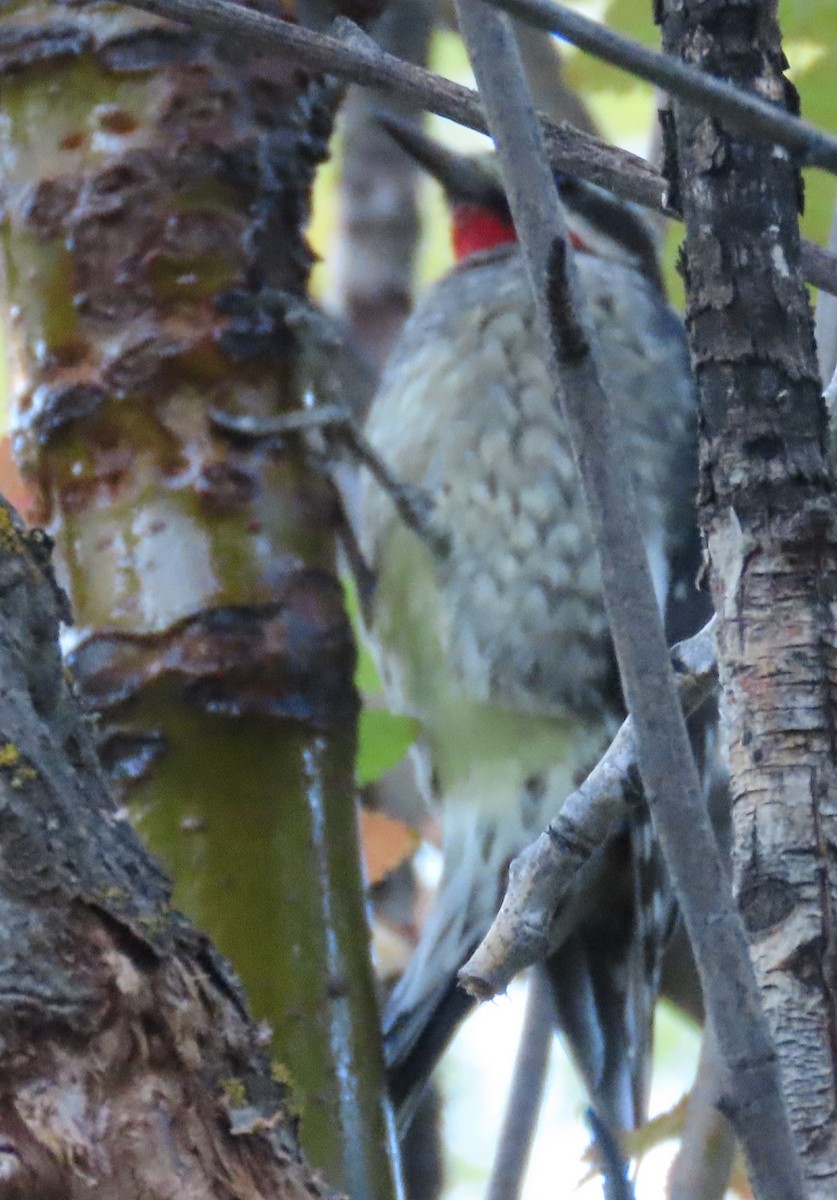 Red-naped Sapsucker - ML642826813