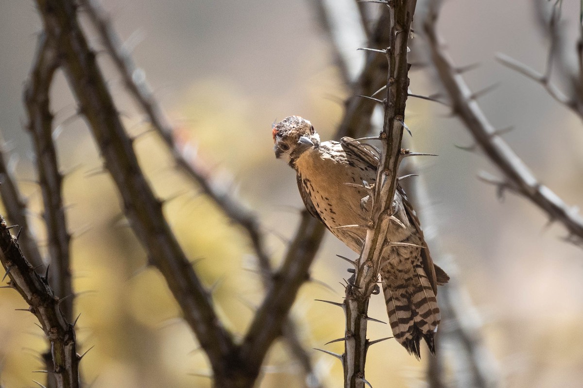 Ladder-backed Woodpecker - ML642826815