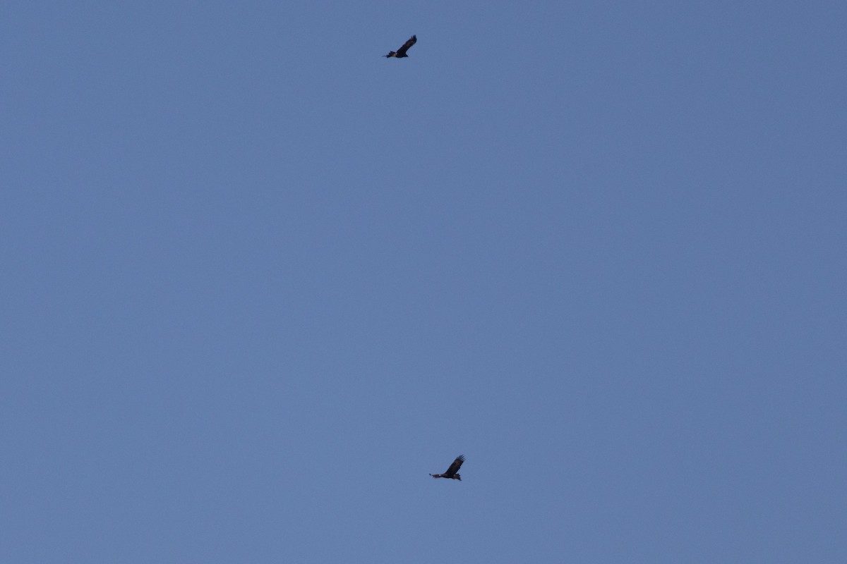 Wedge-tailed Eagle - ML642826816