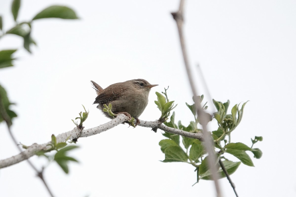 Eurasian Wren - ML642826819