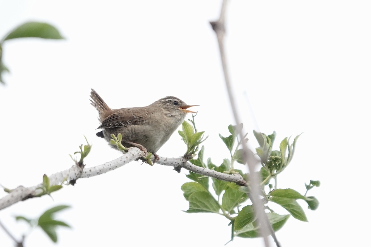 Eurasian Wren - ML642826820