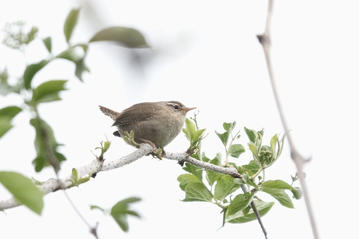 Eurasian Wren - ML642826822