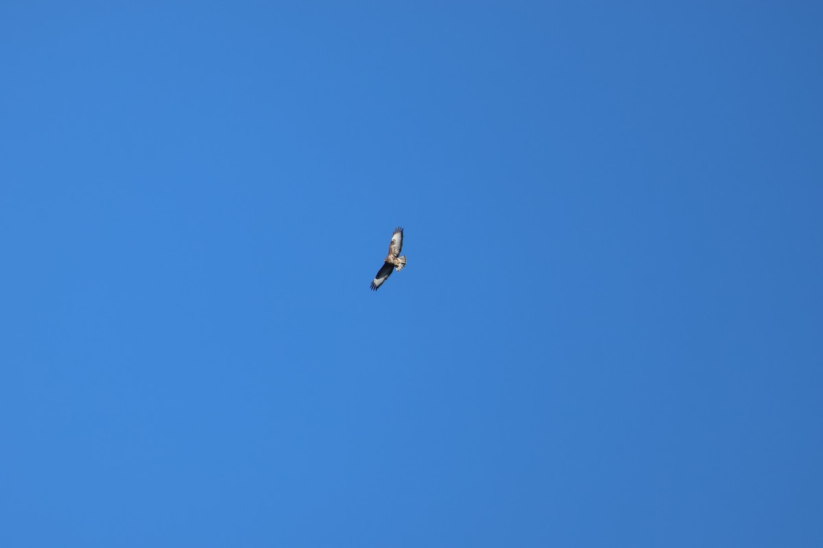 Common Buzzard - ML642826824