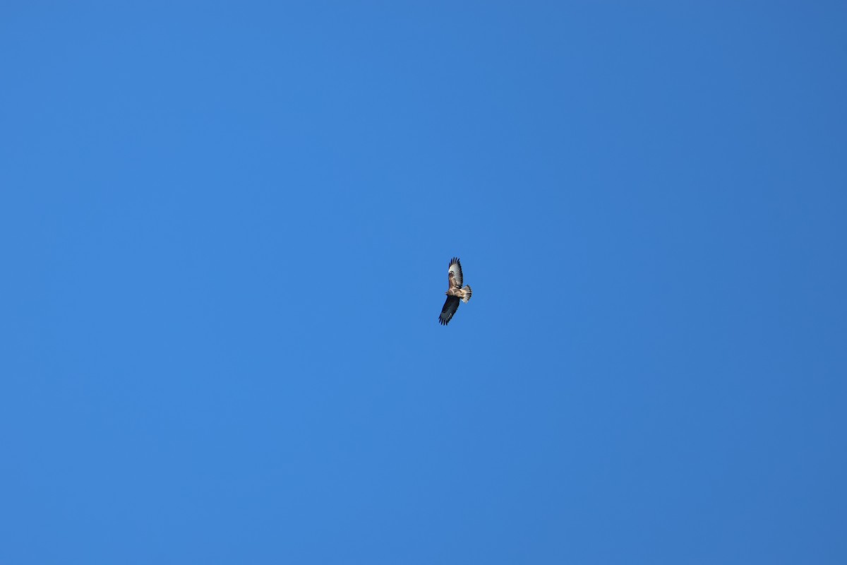 Common Buzzard - ML642826826