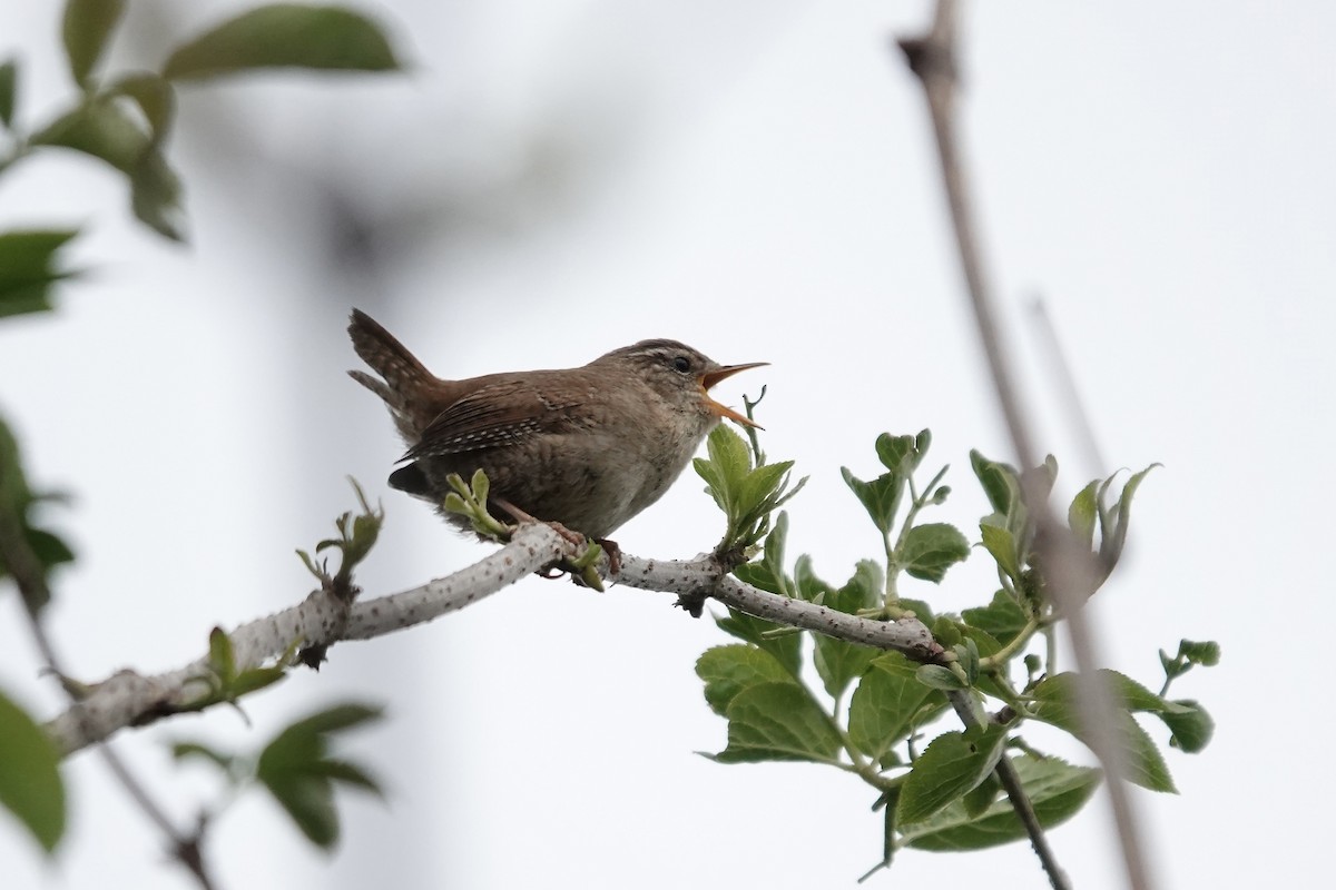 Eurasian Wren - ML642826828