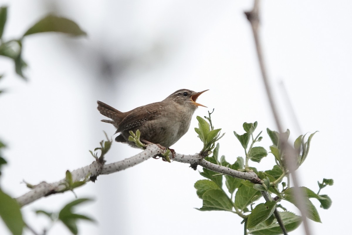 Eurasian Wren - ML642826831