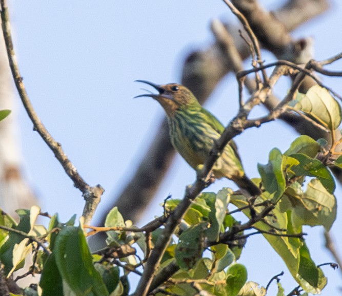 Purple Honeycreeper - ML642826843