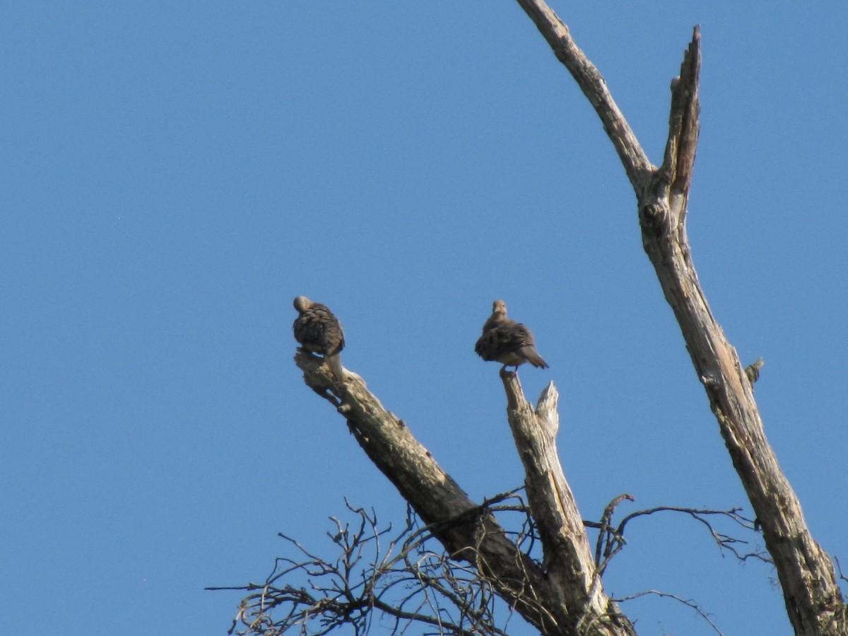 Mourning Dove - ML642826851