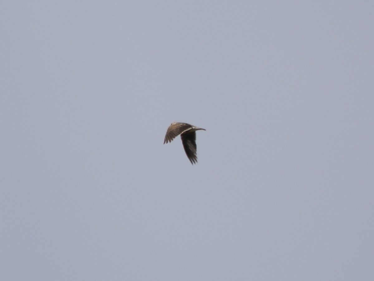 Calandra Lark - ML642826856