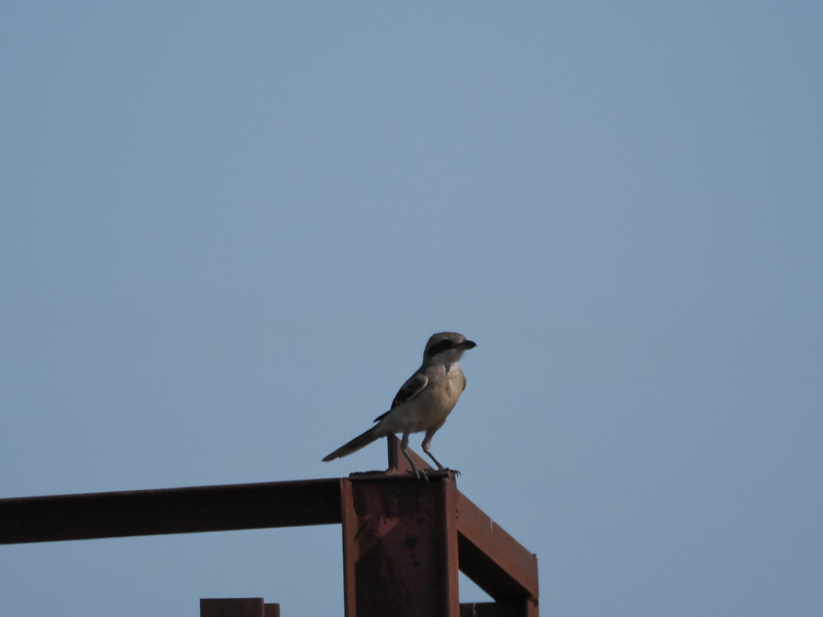 Iberian Gray Shrike - ML642826861