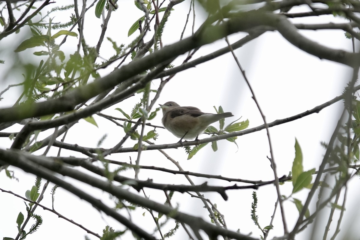 Garden Warbler - ML642826863
