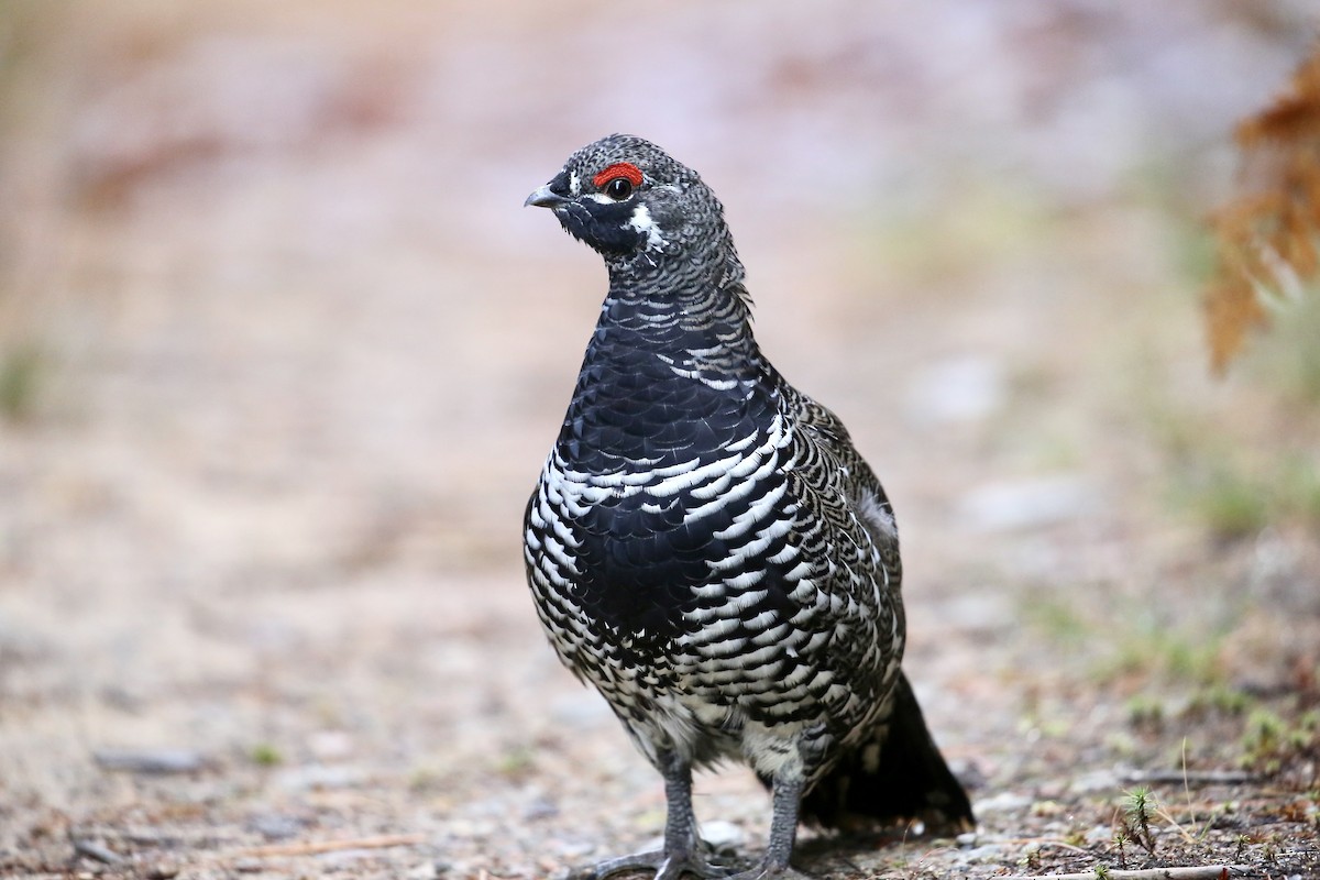 Spruce Grouse - ML642826864