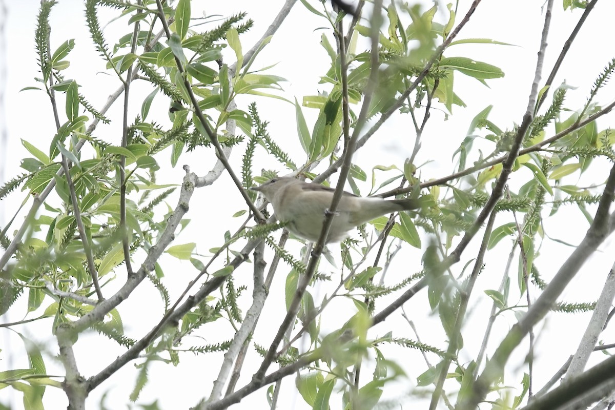 Garden Warbler - ML642826865