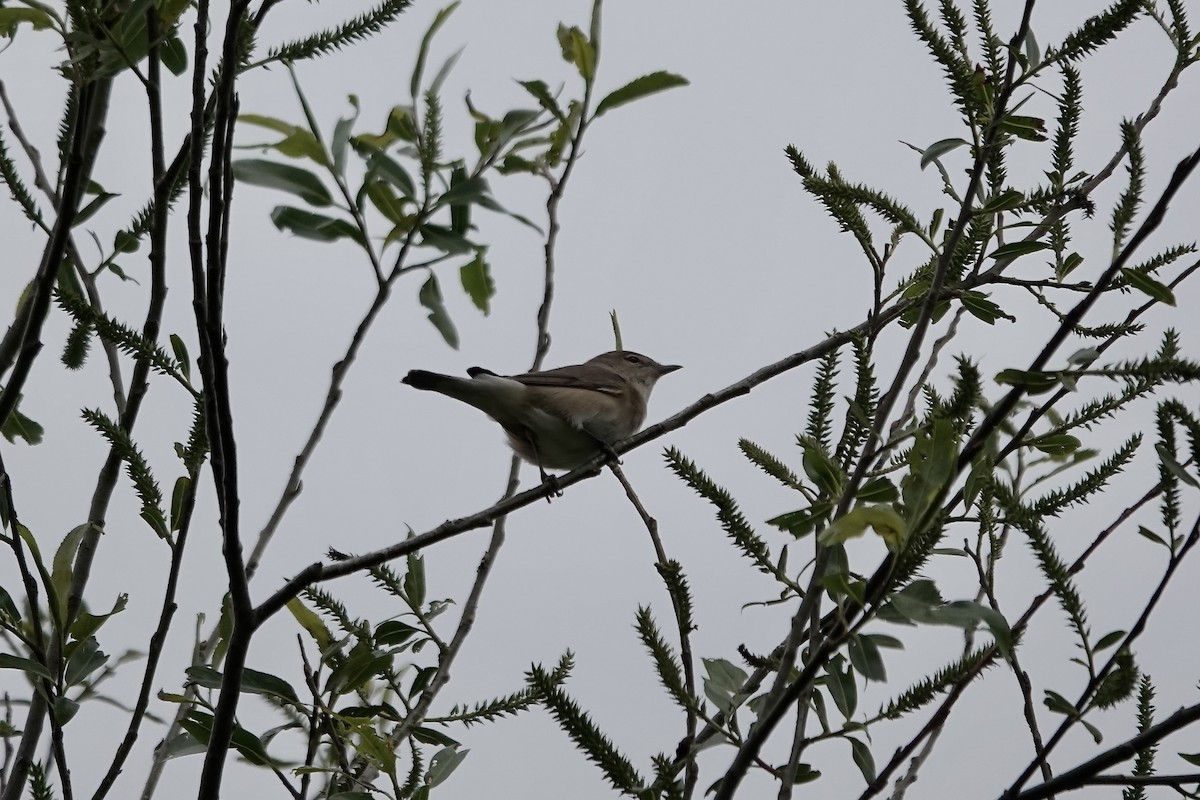 Garden Warbler - ML642826866