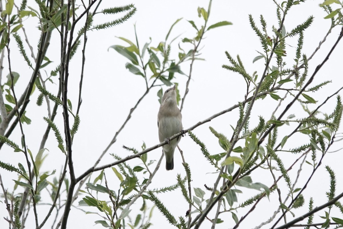 Garden Warbler - ML642826868