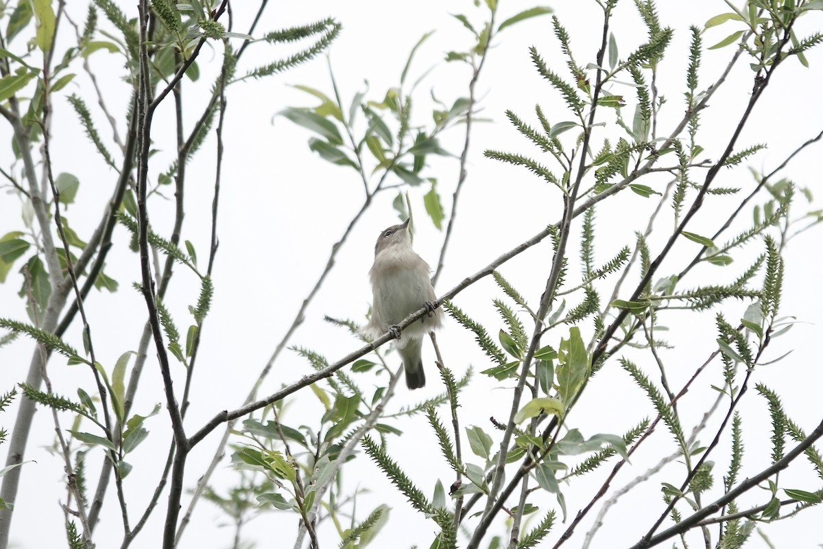 Garden Warbler - ML642826871