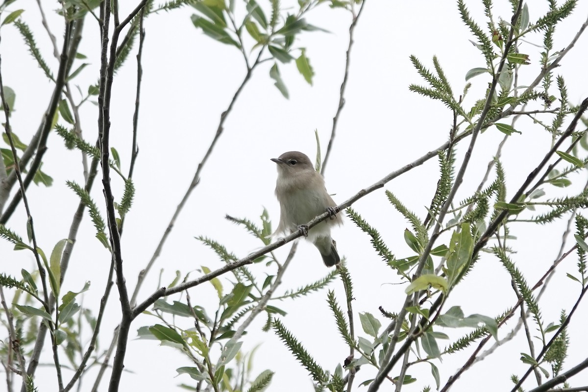 Garden Warbler - ML642826872