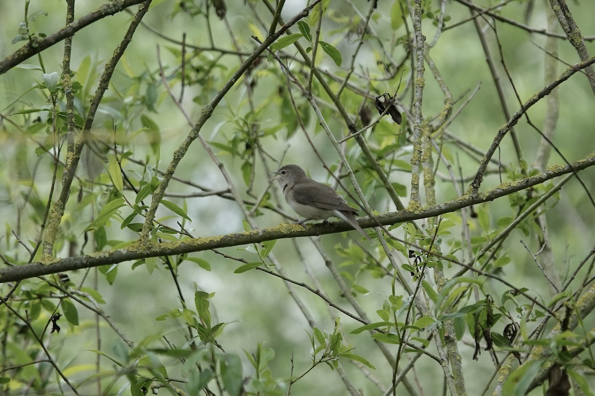 Garden Warbler - ML642826876