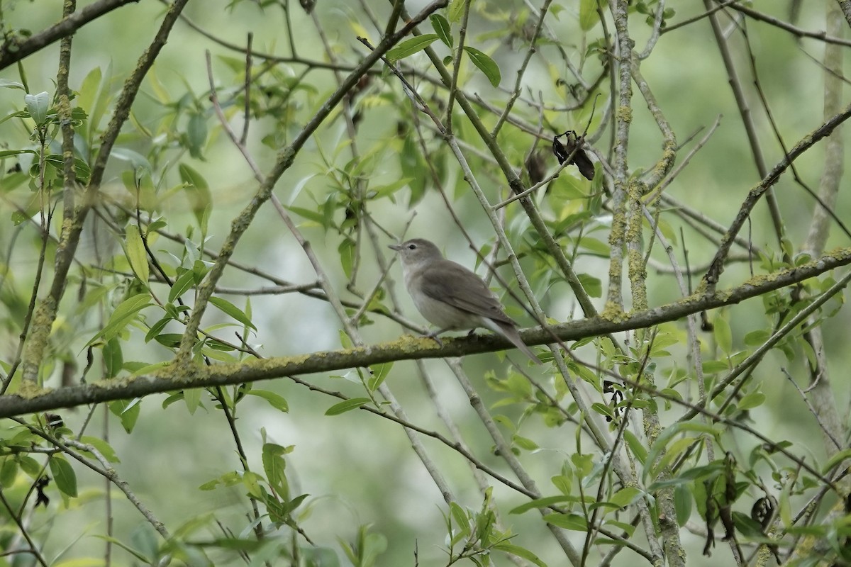 Garden Warbler - ML642826879